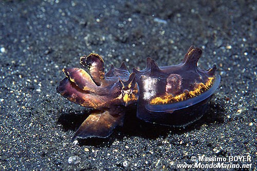 Seppia flamboyant (Metasepia pfefferi)