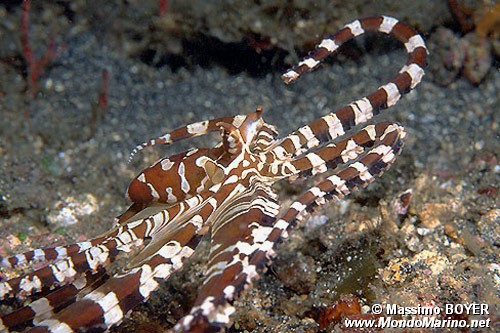 Wonderpus (Octopus sp. 2)