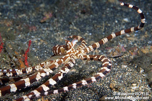 Wonderpus (Octopus sp. 2)