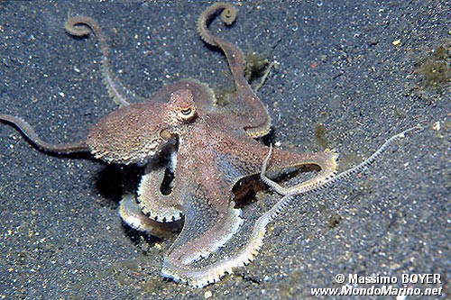 Polpo della sabbia (Octopus sp. 3)