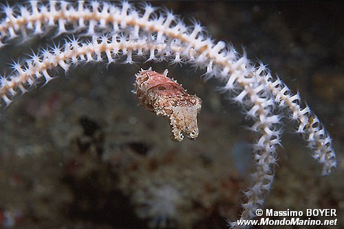 Seppia dei crinoidi (Sepia sp.)