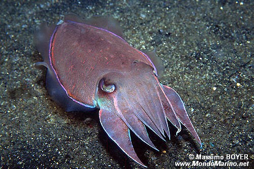 Seppia gigante del reef (Sepia latimanus)