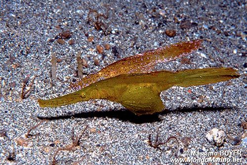 Pesce ago fantasma robusto (Solenostomus cyanopterus)