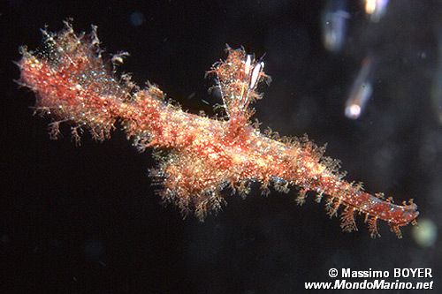 Pesce fantasma rugoso (Solenostomus paegnius)
