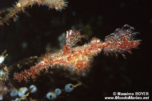 Pesce fantasma rugoso (Solenostomus paegnius)
