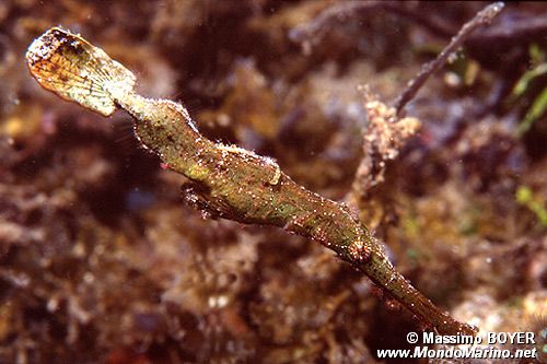 Pesce ago fantasma (Solenostomus n.d.)