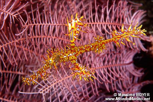 Pesce ago fantasma ornato (Solenostomus paradoxus)