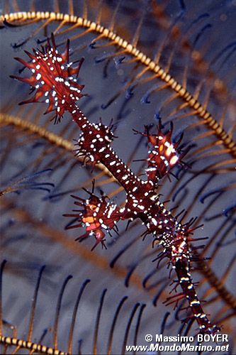 Pesce ago fantasma ornato (Solenostomus paradoxus)