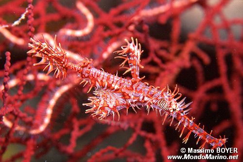 Pesce ago fantasma ornato (Solenostomus paradoxus)