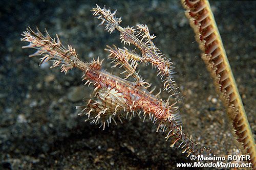 Pesce ago fantasma ornato (Solenostomus paradoxus)