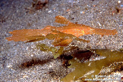 Pesce ago fantasma robusto (Solenostomus cyanopterus)