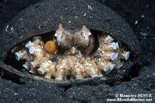 Polpo delle noci di cocco (Octopus marginatus)