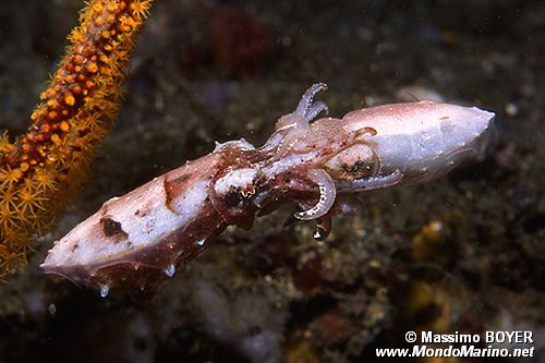 Seppia dei crinoidi (Sepia sp.)