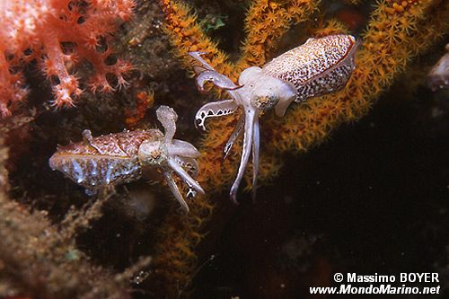 Seppia dei crinoidi (Sepia sp.)