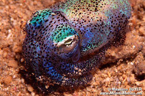 Sepiola (Euprymna berryi)