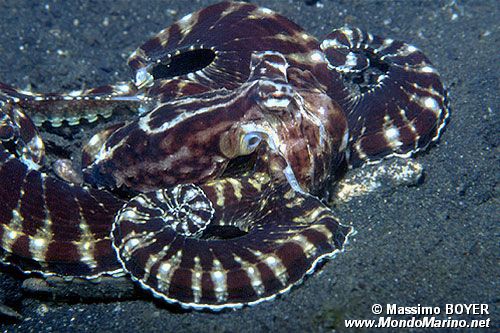 Polpo imitatore (Octopus sp. 1)