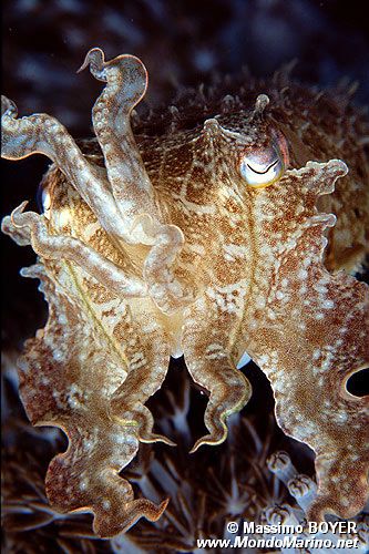 Seppia gigante del reef (Sepia latimanus)