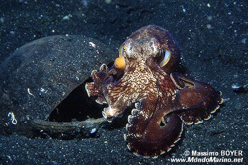 Polpo delle noci di cocco (Octopus marginatus)