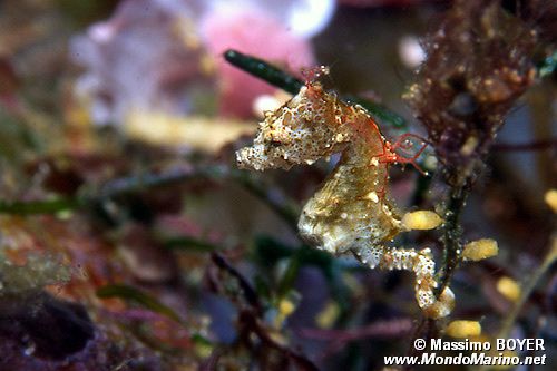 Cavalluccio marino di Pontoh (Hippocampus sp. 1)