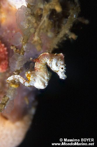 Cavalluccio marino di Pontoh (Hippocampus sp. 1)