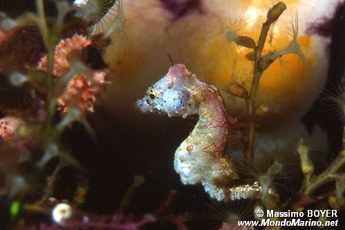 Cavalluccio marino di Pontoh (Hippocampus sp. 1)