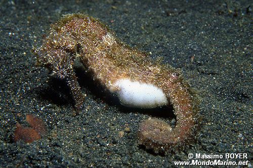 Cavalluccio marino comune (Hippocampus taeniopterus)