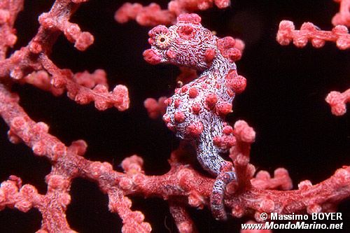 Cavalluccio marino pigmeo (Hippocampus bargibanti)