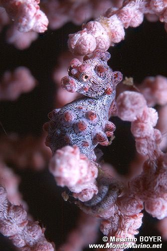 Cavalluccio marino pigmeo (Hippocampus bargibanti)