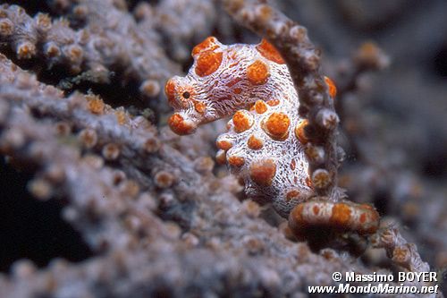 Cavalluccio marino pigmeo (Hippocampus bargibanti)