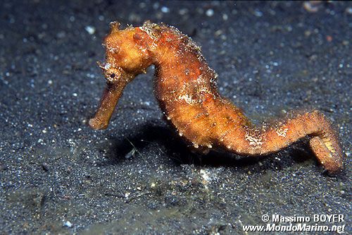 Cavalluccio marino istrice (Hippocampus spinosissimus)