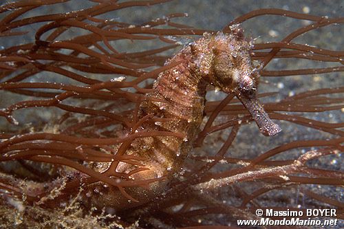 Cavalluccio marino istrice (Hippocampus spinosissimus)