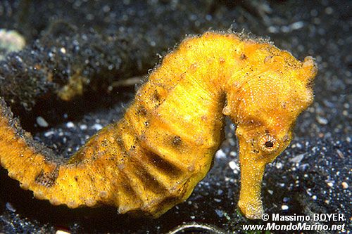 Cavalluccio marino comune (Hippocampus taeniopterus)