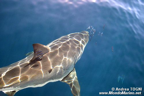Squalo bianco (Carcharodon carcharias)