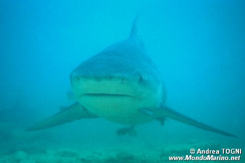 Squalo Toro (Carcharhinus leucas)