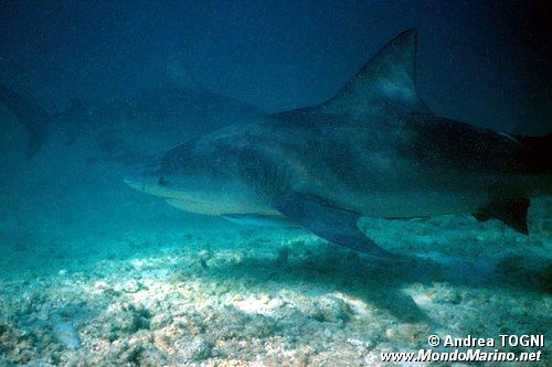 Squalo Toro (Carcharhinus leucas)