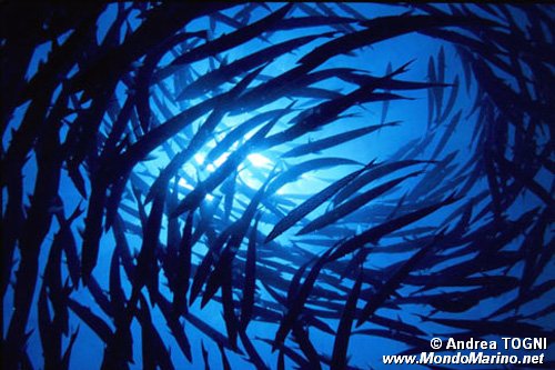 Barracuda pinna nera (Sphyraena qenie)