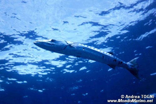 Barracuda (Sphyraena barracuda)