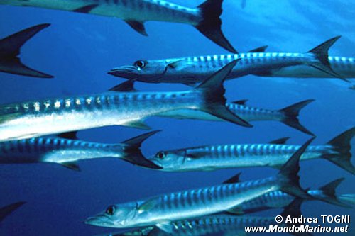 Barracuda pinna nera (Sphyraena qenie)
