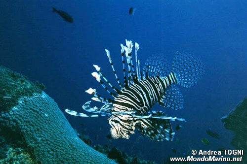 Pesce cobra (Pterois volitans)
