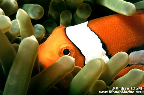 Pesce pagliaccio occidentale (Amphiprion ocellaris)