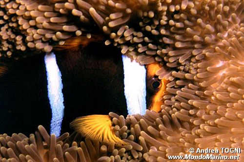 Pesce pagliaccio di Clark (Amphiprion clarkii)