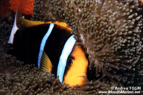 Pesce pagliaccio di Clark (Amphiprion clarkii)