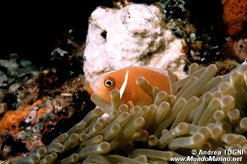 Pesce pagliaccio rosa (Amphiprion perideraion)