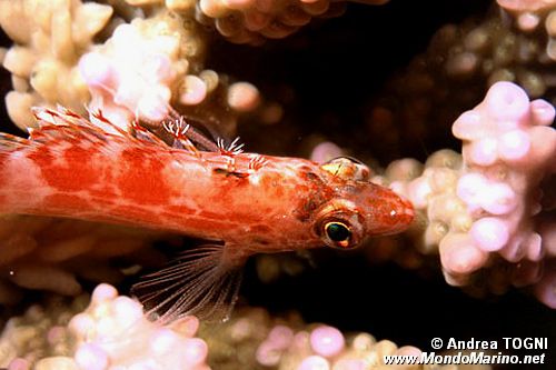 Pesce falco folletto (Cirrhitichthys oxycephalus)