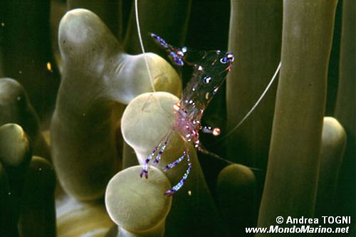 Gambero pulitore (Periclimenes holthuisi)
