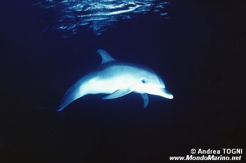 Tursiope (Tursiops truncatus)