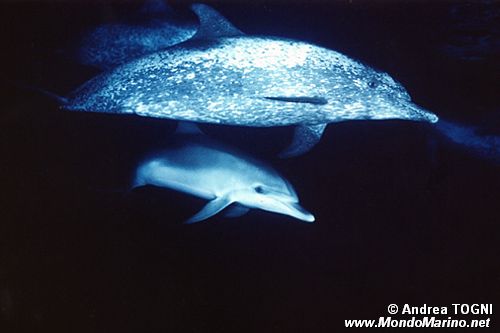 Tursiope (Tursiops truncatus)