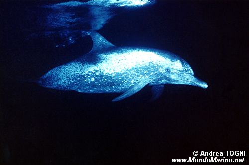 Tursiope (Tursiops truncatus)