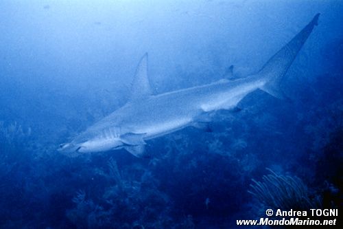 Squalo martello (Sphyrna mokarran)