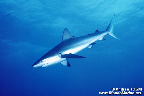 Squalo di barriera dei Caraibi (Carcharinus perezi)